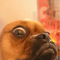 shocked pug face
