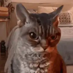 Two-faced cat