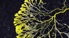 Yellow slime mold network