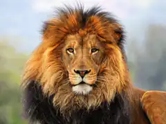Close-up of a male lion