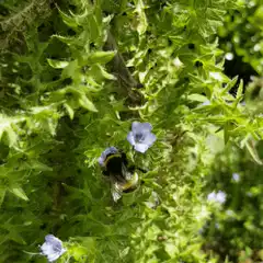 bumblebee on purple flower
