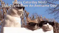 Three cats wearing sunglasses