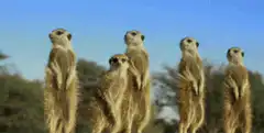 meerkats standing alert