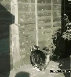 Cat climbs over fence