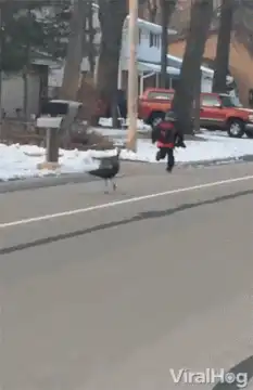 Kid chased by goose into car