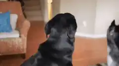 Black dog turns head with wide eyes