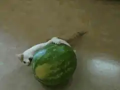 cat hugging watermelon