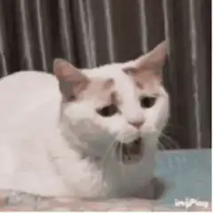 White cat yawning and blinking