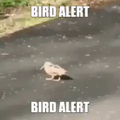 Bird Alert Duck Walking
