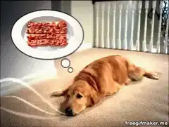 dog smells bacon and turns on tv