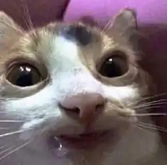 wide-eyed cat with drool