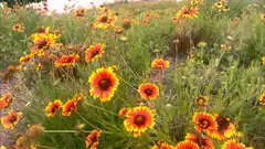 Field of orange and yellow flowers swaying in the wind