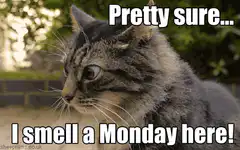 Cat smells a Monday
