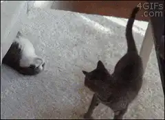 Black cat pounces on sleeping cat