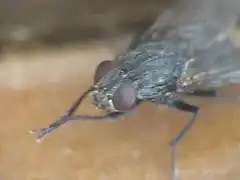 Close-up of a fly rubbing its legs