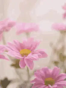 Happy Mother's Day pink flowers