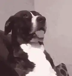Dog tilting head and looking confused