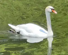 white swan swimming in green water