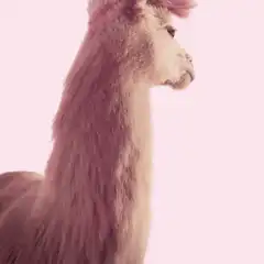 Alpaca turns head and smiles