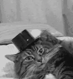 cat wearing top hat