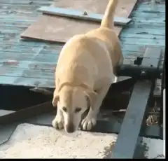 Dog falls through dock