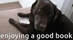 dog enjoying a good book