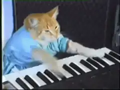 orange cat playing keyboard
