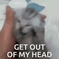 Cat shaking head get out of my head