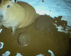 Capybara sitting in mud