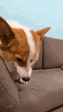 Corgi smirking on couch
