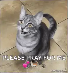 Cat Please Pray For Me