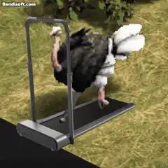 Ostrich running on treadmill