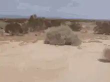 Tumbleweed rolling across desert