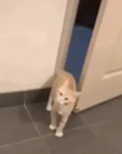orange cat gets stuck in door