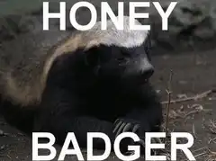 Honey Badger Give Shit
