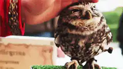 Hand petting a small owl