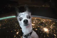 dog in space looking at earth