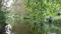 Peaceful river with green trees