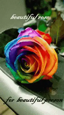 Rainbow rose for beautiful person