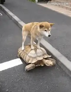 dog riding turtle on street