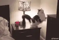 Cat gets tucked into bed
