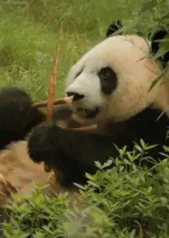 Giant panda eating bamboo