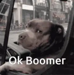 Ok Boomer Dog in Car