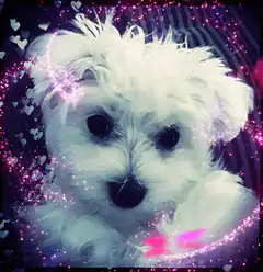 sparkly white puppy with hearts