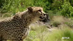 Cheetah with mouth open in nature
