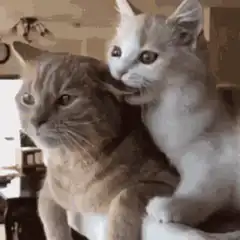 kitten licking adult cat