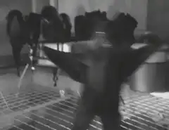 Black cat dancing in a room