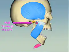 3D skull jaw muscle animation