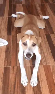 Dog lying on floor wiggling