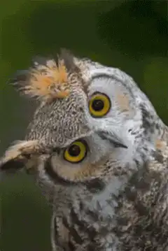 Owl blinking and looking surprised
